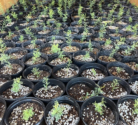 The Legacy Tree Project