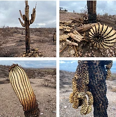 Four views of the Bush Fire burn scar in Tonto National Forest showing fire-damaged saguaros and scorched desert landscape.