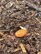 Seed Germination
