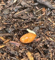 Seed Germination