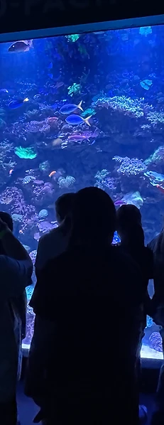 Following a Drop of Water: Our Day at OdySea Aquarium