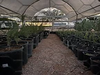 The Legacy Tree Project