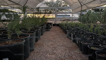 Young native trees growing in rows inside a school nursery at sunset