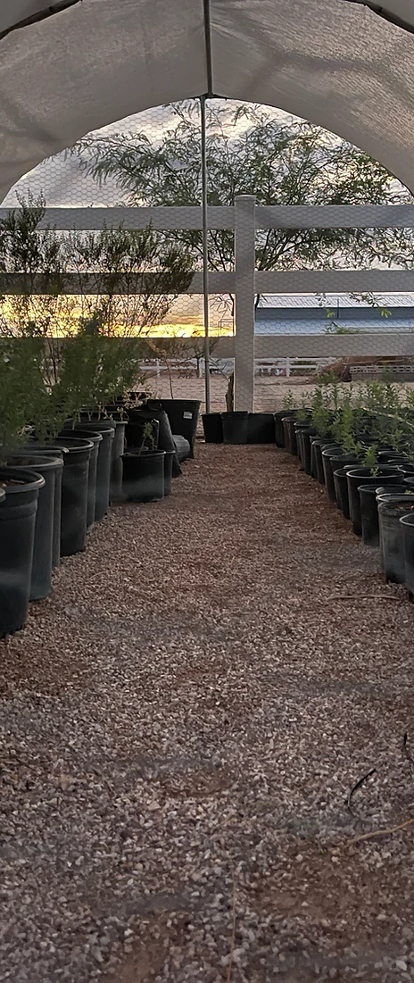 Young native trees growing in rows inside a school nursery at sunset