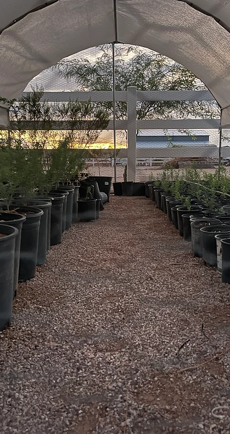 Rows of young native trees growing in a school nursery at sunset