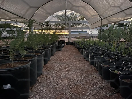 Rows of potted young trees inside a shade-house nursery at sunset