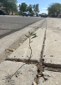 Resilient plant in sidewalk crack