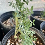 A praying mantis resting on the branches of a young ironwood tree growing in the nursery