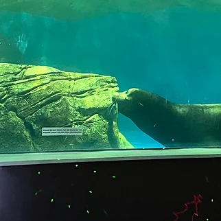 Following a Drop of Water: Our Day at OdySea Aquarium
