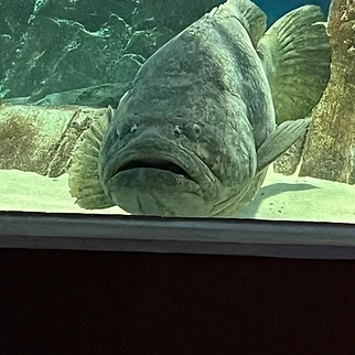 Following a Drop of Water: Our Day at OdySea Aquarium
