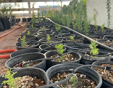 Rows of young ironwood seedlings in black nursery pots, each with a drip irrigation line