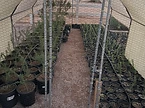 The Legacy Tree Project