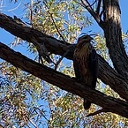 A hawk perched on the branch of a desert tree against a clear blue sky