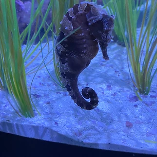 Following a Drop of Water: Our Day at OdySea Aquarium