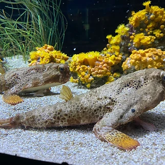Following a Drop of Water: Our Day at OdySea Aquarium