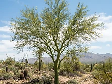 Palo verde trees