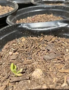 First Sprouts