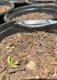 First Sprouts