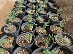 The Legacy Tree Project