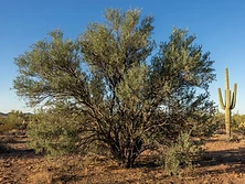 Ironwood trees
