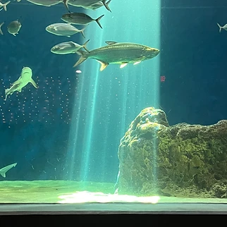 Following a Drop of Water: Our Day at OdySea Aquarium