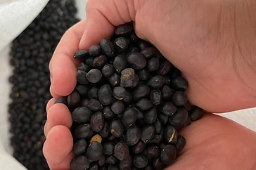 Desert Ironwood Seeds