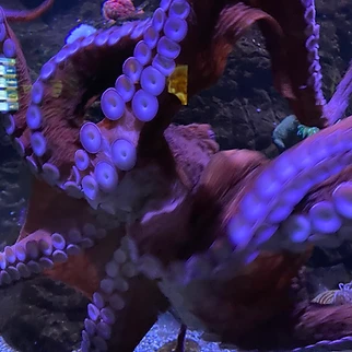 Following a Drop of Water: Our Day at OdySea Aquarium