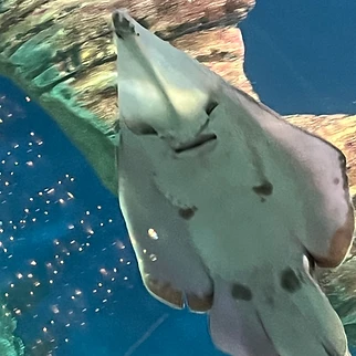 Following a Drop of Water: Our Day at OdySea Aquarium