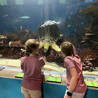 Following a Drop of Water: Our Day at OdySea Aquarium