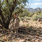 Rabbits