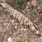 A Gila monster with black and orange patterned skin walking across rocky desert ground