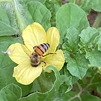 A honeybee gathering pollen on a yellow flower among green leaves