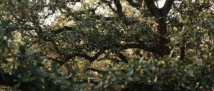 Layered canopy leaves where filtered light falls in repeating, naturally varied patterns