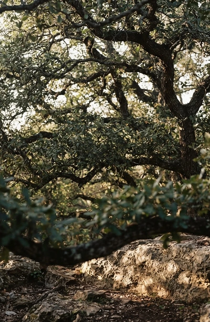 Dense overhead canopy with low, filtered light moving through layered leaves