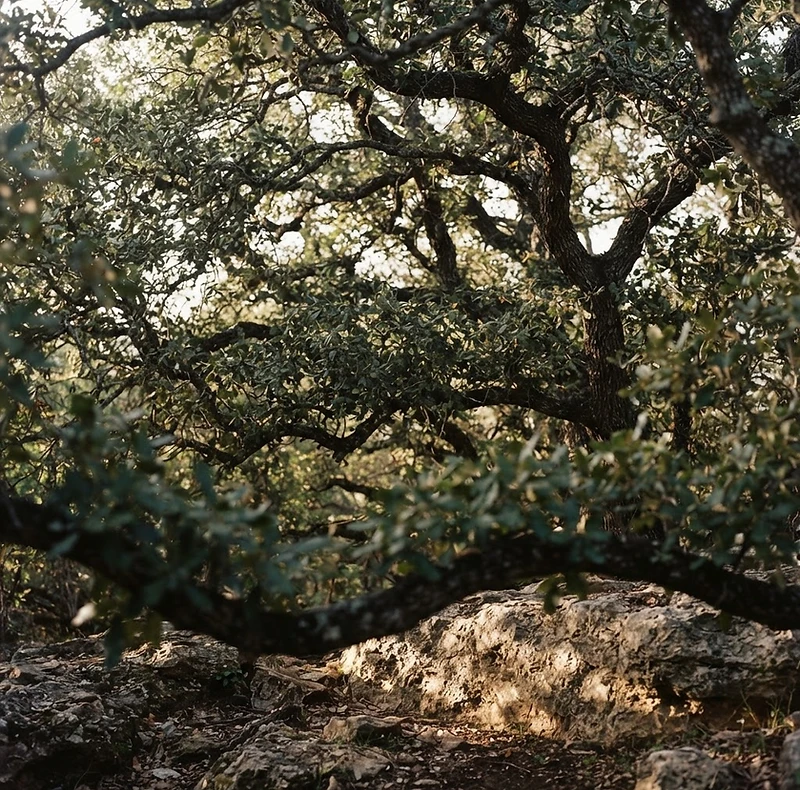 Soft light filtering through the layered branches of a mature oak canopy