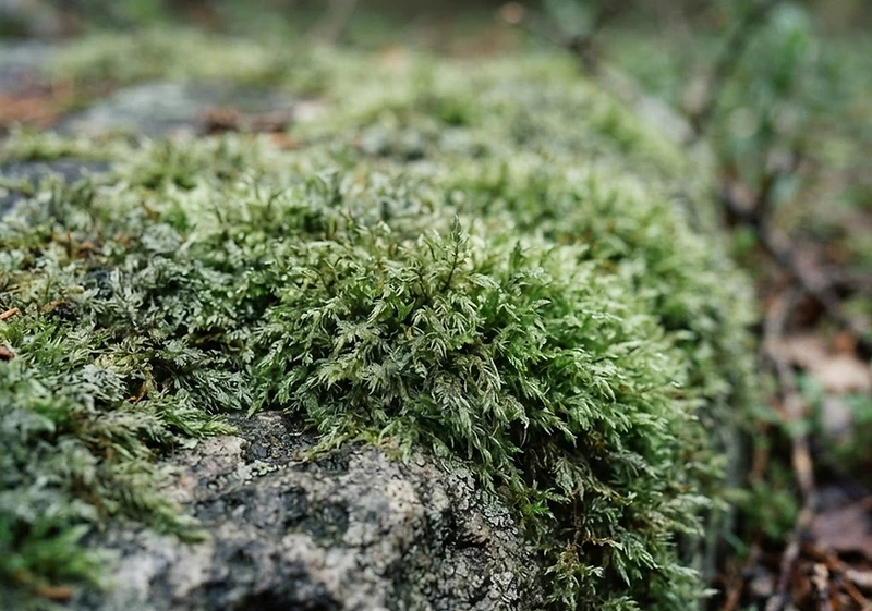 Close detail of moss and weathered stone in soft natural light