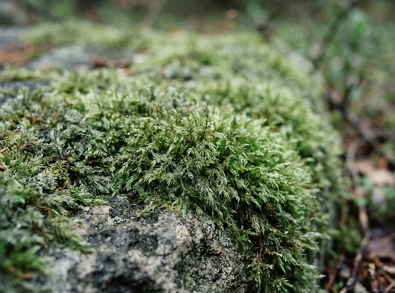 Soft moss and stone in quiet natural light