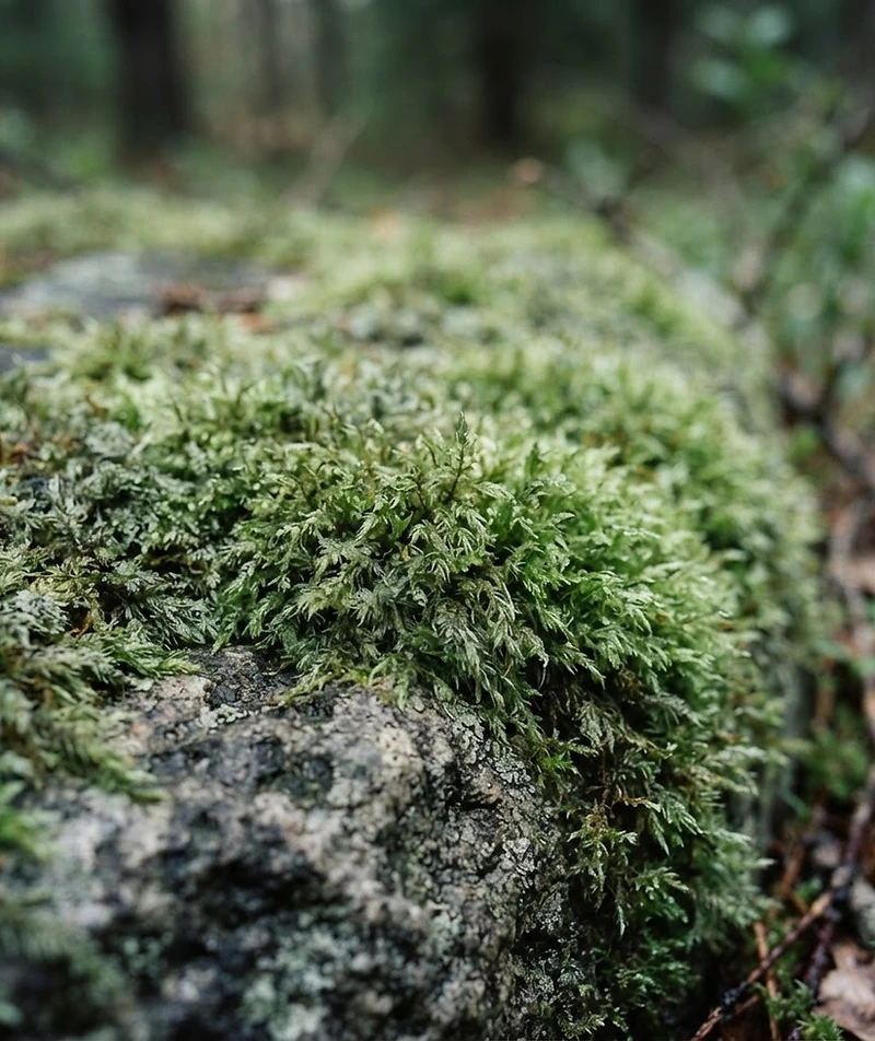 Close detail of moss and weathered stone in soft natural light