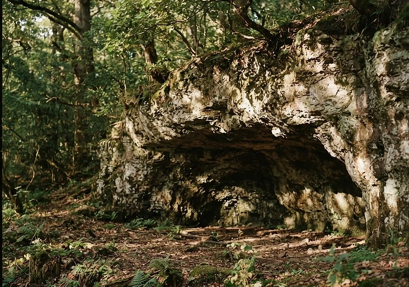 Soft light entering a quiet stone doorway beneath mature oak branches