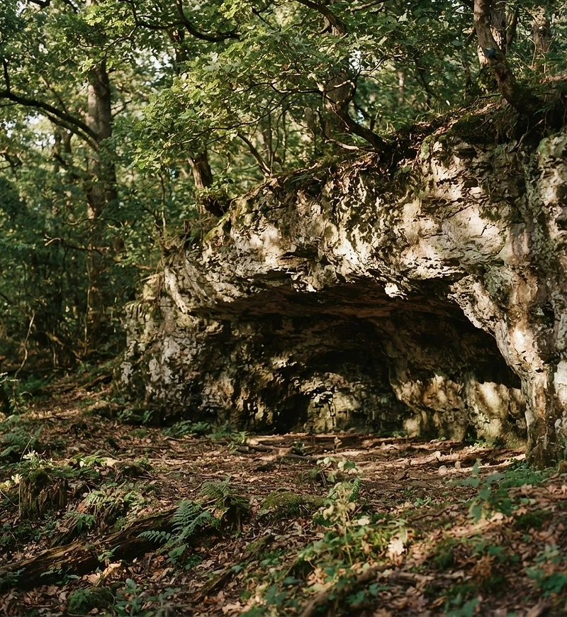 Soft light entering a quiet stone doorway beneath mature oak branches