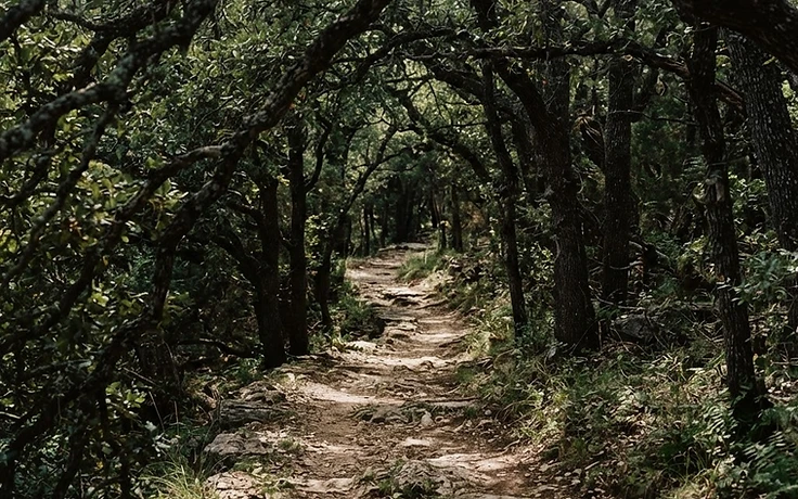 A shaded pathway where repeating spots of light fall through overhead branches