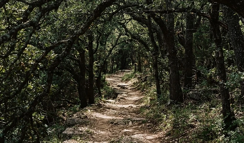 A shaded path through trees, dappled with light