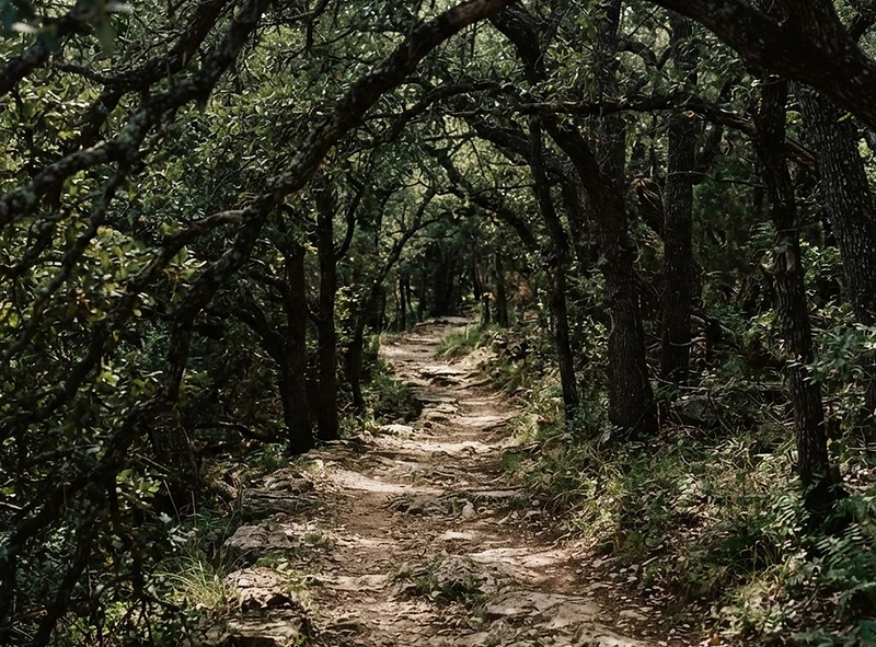 A shaded path curving through layered greenery, offering a way through