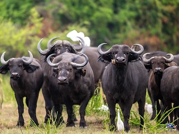 A herd of African buffalo with egrets in the savanna in Akagera National Park