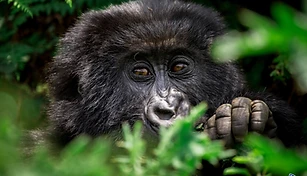Gorilla Express: 2-Day Volcanoes National Park Gorilla Trekking Experience