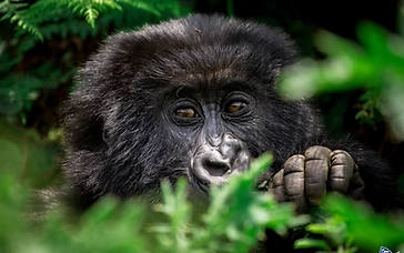 A juvenile mountain gorilla peeking through lush green jungle foliage in Volcanoes National Park
