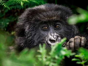 A juvenile mountain gorilla peeking through lush green jungle foliage in Volcanoes National Park