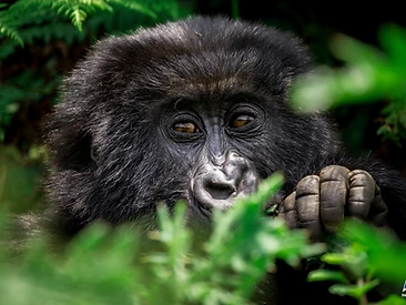 A juvenile mountain gorilla peeking through lush green jungle foliage in Volcanoes National Park
