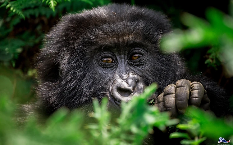 A juvenile mountain gorilla peeking through lush green jungle foliage in Volcanoes National Park