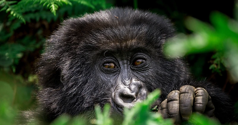 A juvenile mountain gorilla peeking through lush green jungle foliage in Volcanoes National Park